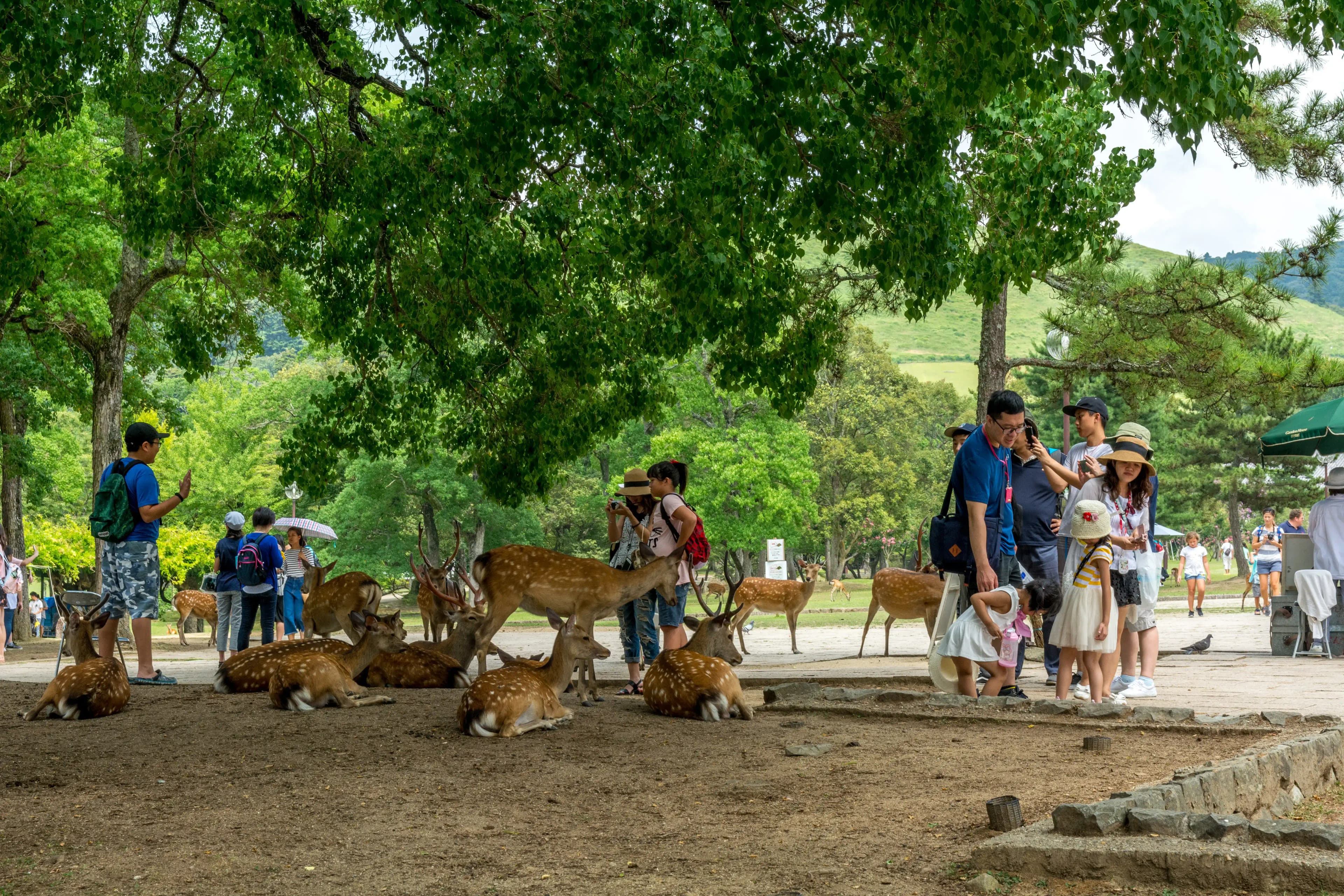 Nara Park, Japan